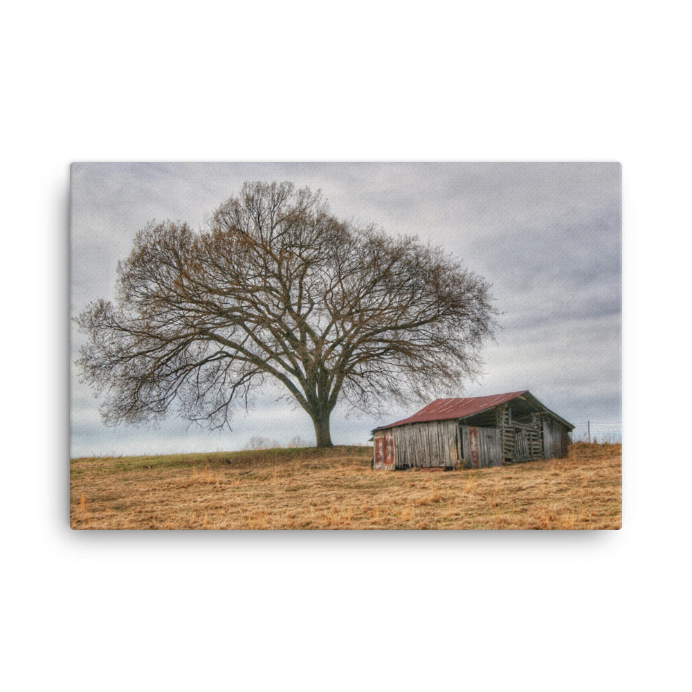 Tree And Shed